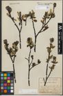 Foto von Salix glabra Scop.